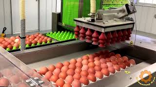 Производство яиц на птицефабрике