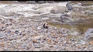 Wild giant panda spotted by tourists in Shaanxi