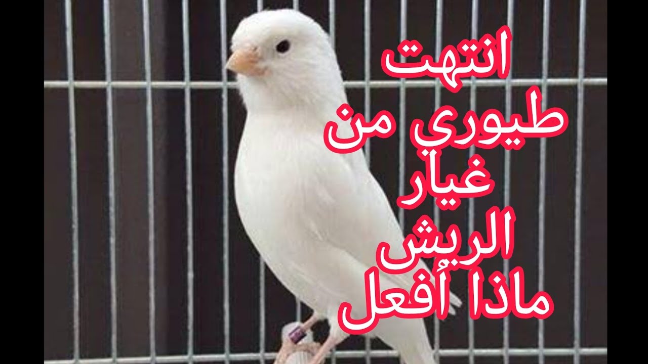 علامات تدل على نهاية مرحلة غيار الريش +اهم الاغذية المقدمة لهذه المرحلة