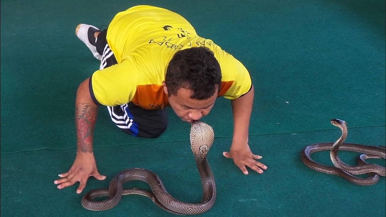 Змеи пхукета Змеи пхукета