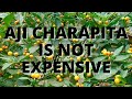 Aji Charapita is  NOT The Worlds Most Expensive Pepper