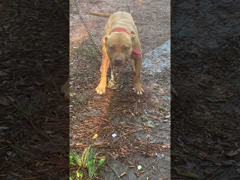 RIP Good Friend 1XW (APBT)