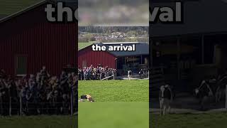 Swedish Spring Happy Cows Released From Barn