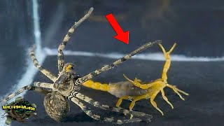 AMAZING! SCORPION and GIANT SPIDER meet  which is more POWERFUL?