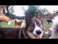 Dogs playing outside. GUARANTEED to make you smile. Most watched video. top. let your dog listen