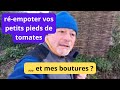 Dés janvier quand  vous devez  re-empoter vos petits pieds de tomates  ?