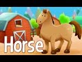 Animal Identification and Characteristics