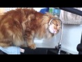 Кошка пьёт воду))