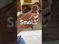 This Cat Is So Small… People Think It’s a Kitten (But It’s Not!) 😹 #shorts #cat #catscratch