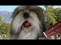 The singing dog, Trovadog sings "Love is What Makes Us Grow" - by Little Book Farmers