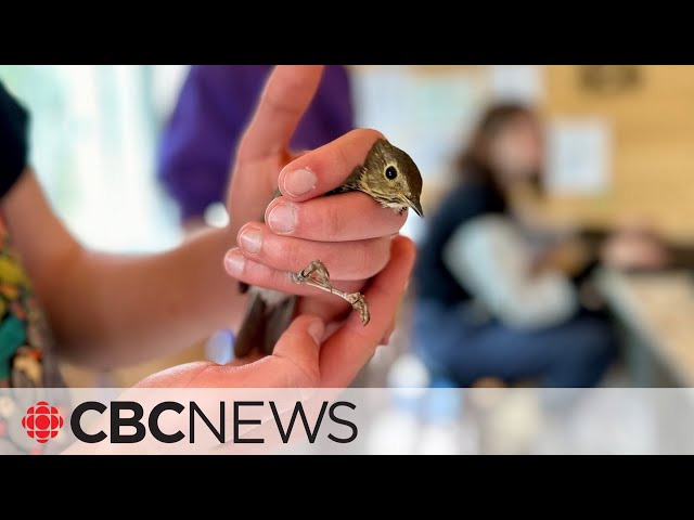 These banded birds have scientists singing a new tune