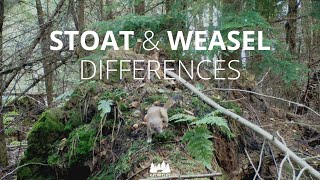 Stoat or weasel: Can you spot the differences? Learn how to tell apart these fascinating mustelids!