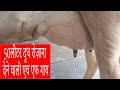 046 ii jagraon mandi punjab ii gurkirpal singh ii hf cow for sale 23072022