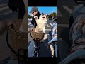The cat was NOT happy 💀 #shorts #viralshorts #funny #funnyvideosclips