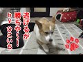 躾ける前にビビられたwww【コーギーチロ】