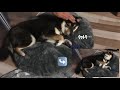 【豆柴】撫でるの止められた子犬の反応が愛おしすぎる【人懐っこい】The reaction of the puppy who can no longer be stroked is cute