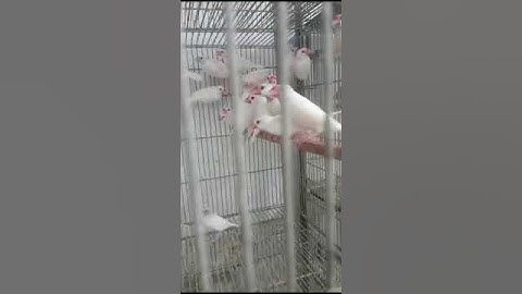 Albino & Opal Java #rice bird #sparrow