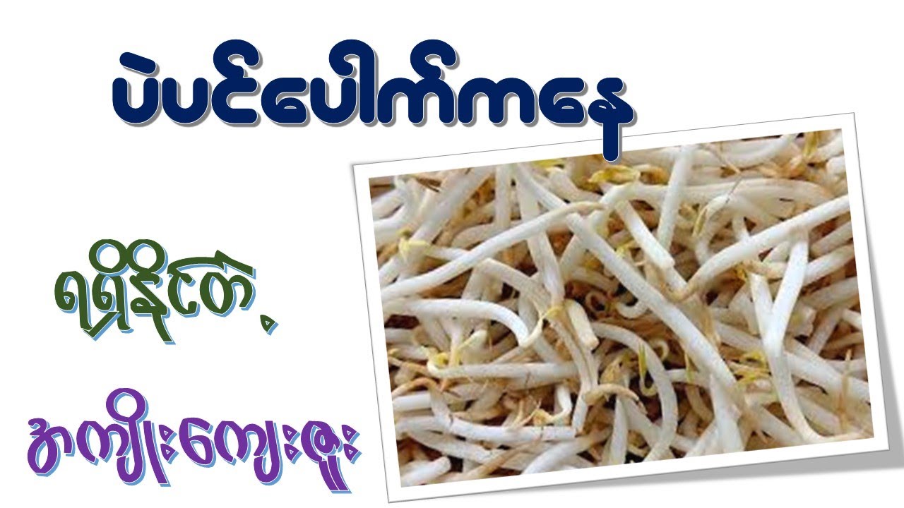 ပဲပင်ပေါက် ရဲ့အကျိုးအာနိသင် (၁၅)မျိုး  I  Health Benefits of Beansprouts