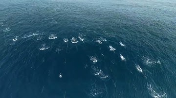 Mesmerizing Drone Footage Captures Dolphin Stampede Off California Coast