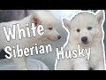 Pure white siberian husky  our very first white husky puppy