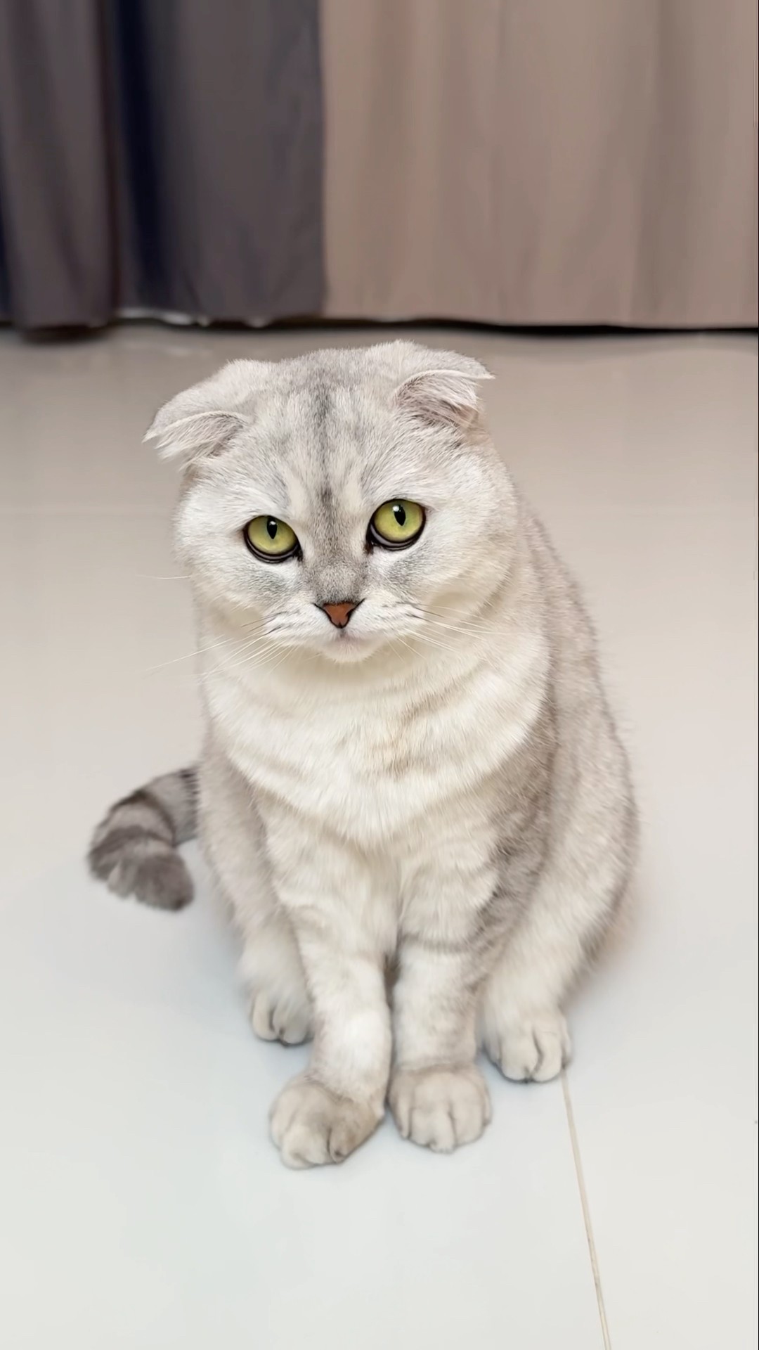 Sonya… ? #cat