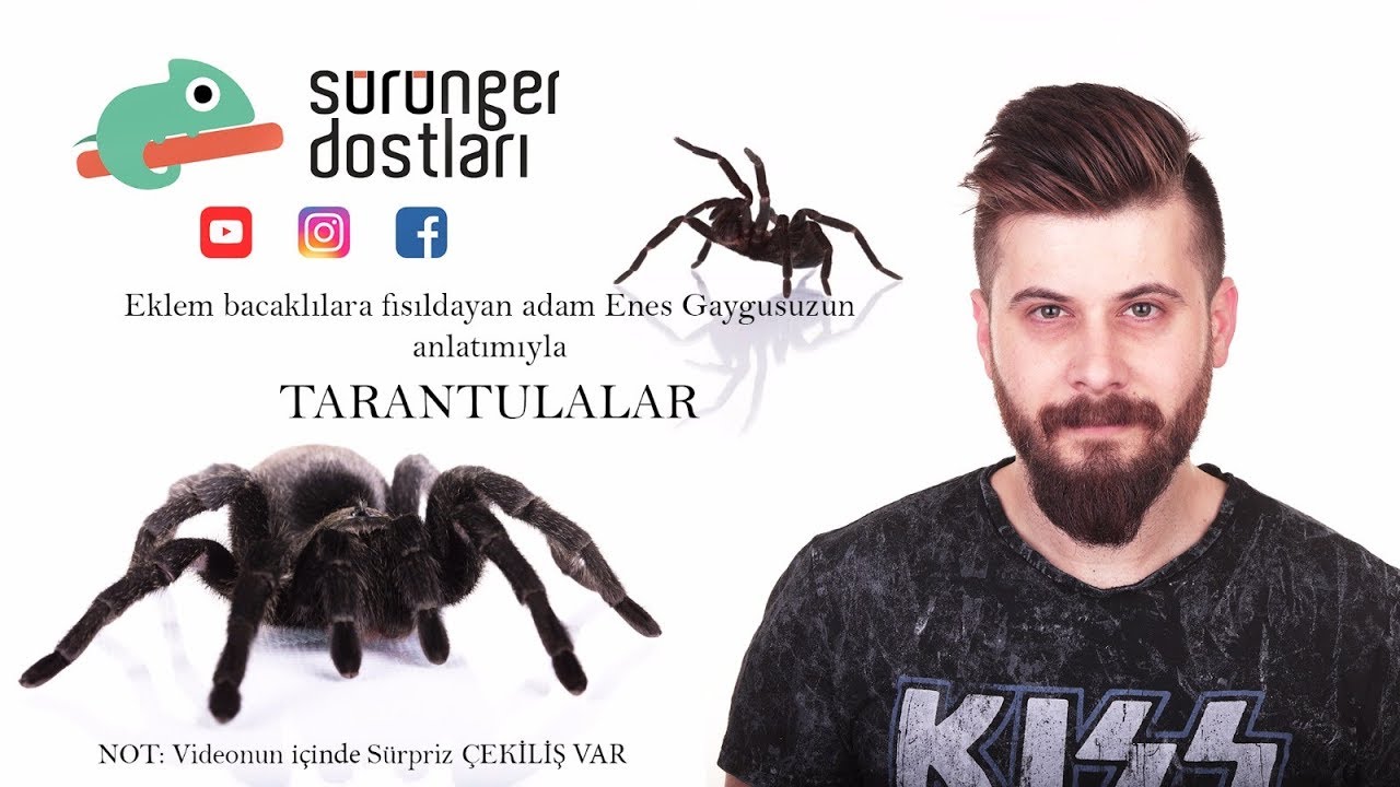 http://bukalemun.biz Tarantulalar Hakkında Genel Bilgiler [ w/ Enes Gaygusuz ]