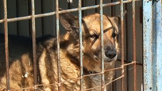 Бездомные животные: дай им шанс быть счастливыми Бездомные животные: дай им шанс быть счастливыми