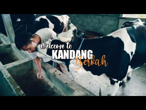 Sapi Bunting 10 Bulan: Persiapan dan Perawatan yang Tepat