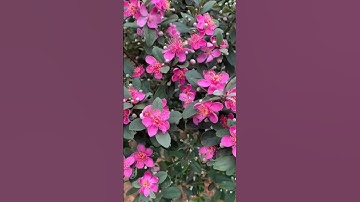 Còn bác nào chơi hoa sim nữa không #shopphuclinh