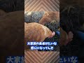 妹ヒヨコのエサ探しを姉ニワトリに邪魔される　#Shorts