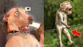 Dogs Vs Other Animals  : Who Is The Funniest | Pets Island
