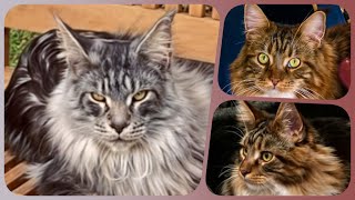 🌟🐾 Top10 Week 18 - Maine Coon Showtime! Your Ranking of Shorts with Sherkan & Shippie! 🐾🌟 141 by Maine Coon Cats TV 316 views 4 days ago 2 minutes, 48 seconds