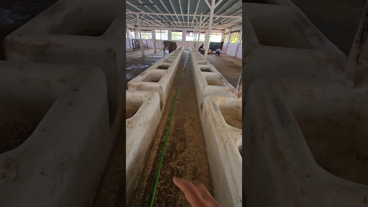 Gaushala Cow shed ka best design #peepalfarm