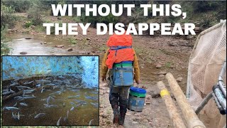 Why We Move Fish