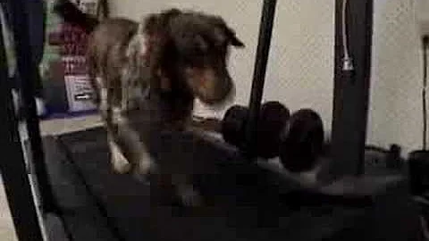Kasey The Treadmill Dog