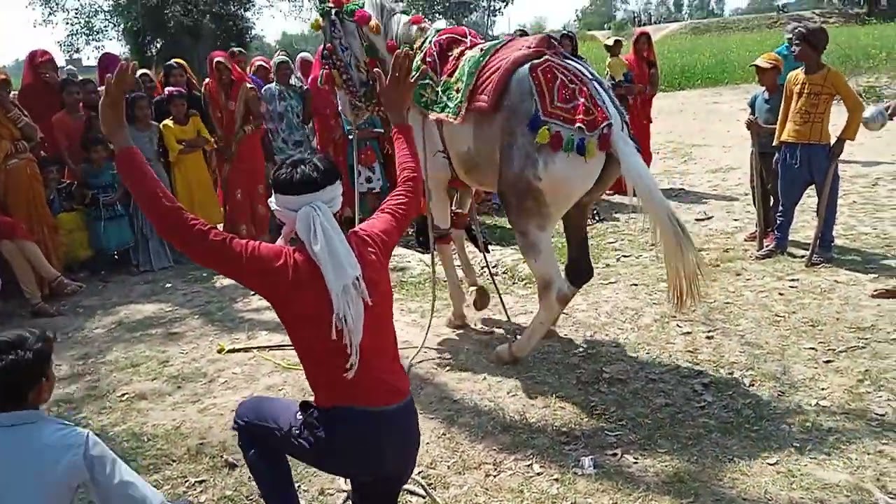 बैंजो में घोड़े का डांस बहुत सुंदर SB ATR Chitrakoot 8005001760