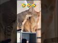 Funny Lovely Cat Shorts video clips 🤣🐕🐒🦍 #cat #cute #memes #shorts