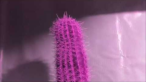 Body of Intrigue - Tender Succulent