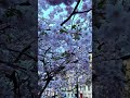 Cherry Blossom (aka Sakura Blossom) 2023 in St Petersburg, Russia