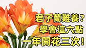 想養好君子蘭 配土是關鍵 教您最經典的君子蘭種植土配方 Youtube 想養好君子蘭 配土是關鍵 教您最經典的君子蘭種植土配方 Youtube