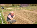 les haricots verts plantation à l ancienne