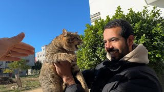 Stray Tabby Cat Gets Angry And Talks To Me When I Pick Him Up From The Ground.