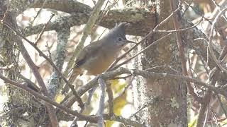 Stripe-throated Yuhina, Yuhina g. gularis, Manda La, Arunachal Pradesh, India, 26 Jan 2025 (3/5)