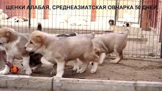 ПРОДАЮТСЯ ЩЕНКИ АЛАБАЯ, СРЕДНЕАЗИАТСКАЯ ОВЧАРКА 50 ДНЕЙ. www.r-risk.ru +79262205603 ТАТЬЯНА Я ПРОДАЮТСЯ ЩЕНКИ АЛАБАЯ, СРЕДНЕАЗИАТСКАЯ ОВЧАРКА 50 ДНЕЙ. www.r-risk.ru +79262205603 ТАТЬЯНА Я