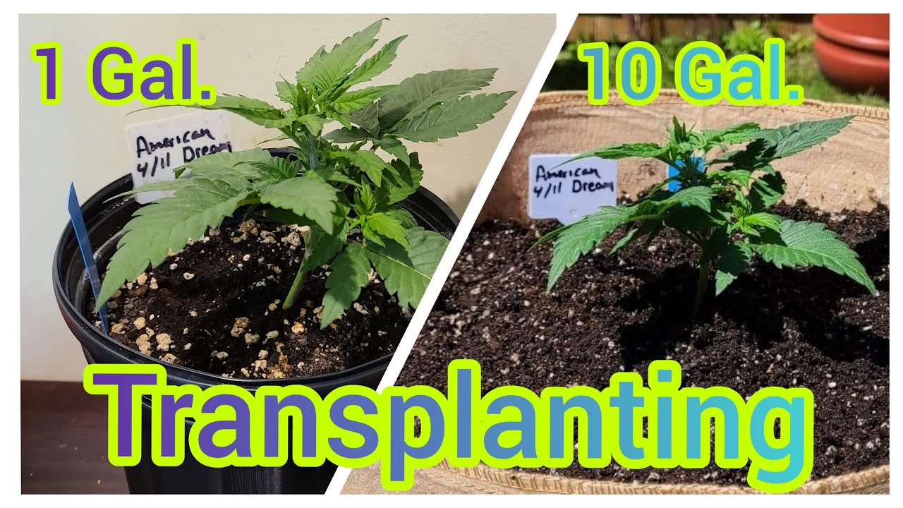 The Friendly Grower - Transplanting