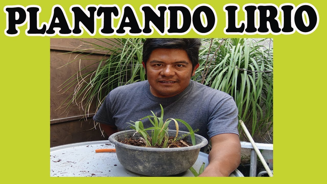 PLANTANDO LIRIO -