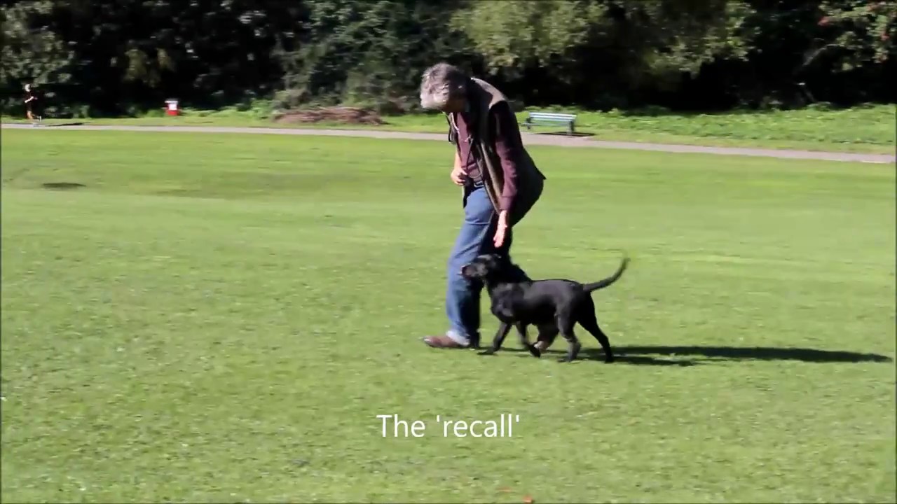 Gundog Training How to Start a Puppy in Heel Work by Gundog Dummies YouTube