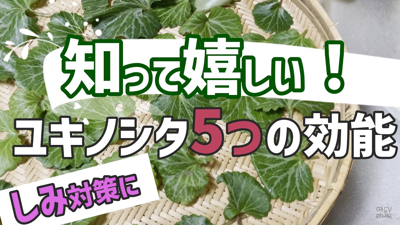 薬草活用 へびいちごの紹介 ヘビイチゴチンキの作り方紹介 田舎暮らし Youtube 薬草活用 へびいちごの紹介 ヘビイチゴチンキの作り方紹介 田舎暮らし Youtube