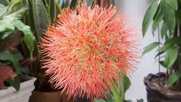 Hồng Tú Cầu-chăm sóc tạo hoa to, bền, rực rỡ.