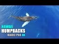 HUMPBACK WHALES MAUI - DJI Mavic Pro 4K - [Calf Plays While Mother Naps]